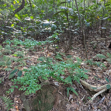 海金沙 Lygodium japonicum